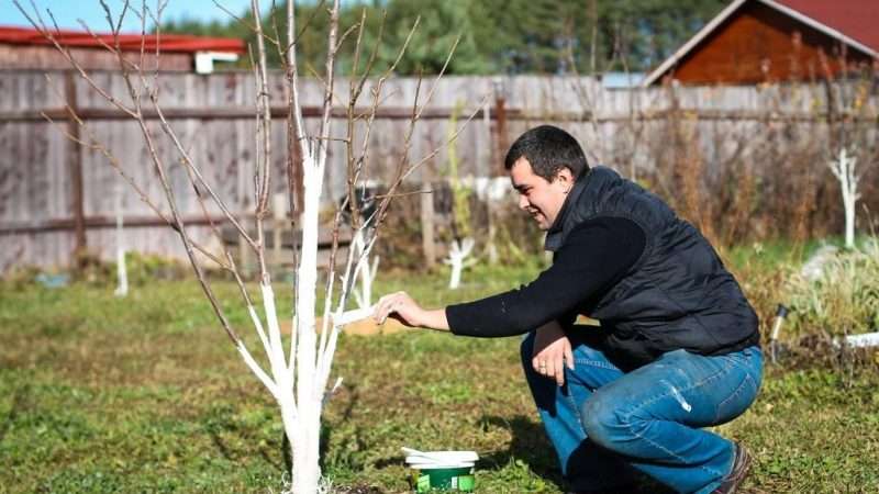 Обработка деревьев и кустарников на даче: полное руководство