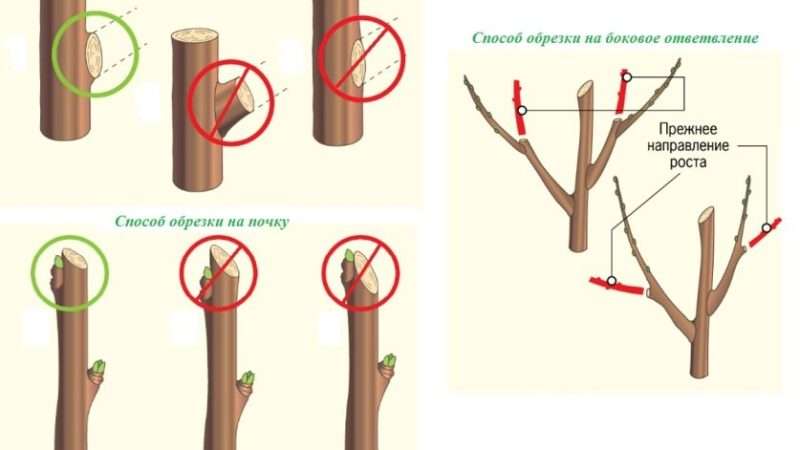 Обрезка деревьев и кустарников: основные принципы, методы и сроки