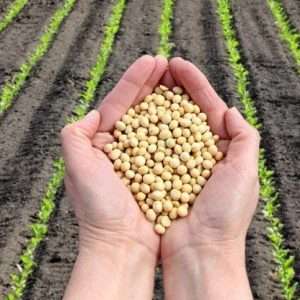 Осенний посев сидератов для богатого урожая