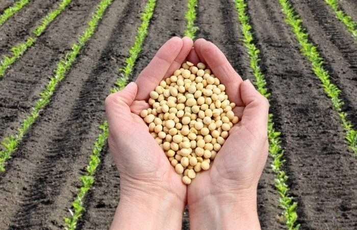 Осенний посев сидератов для богатого урожая