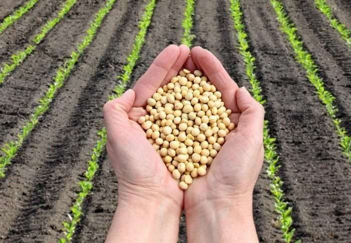 Осенний посев сидератов для богатого урожая