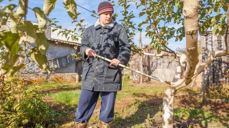 Осенний уход за деревьями и кустарниками на даче: подготовка к зиме