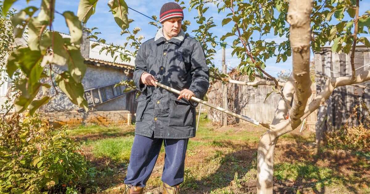 Осенний уход за деревьями и кустарниками на даче: подготовка к зиме