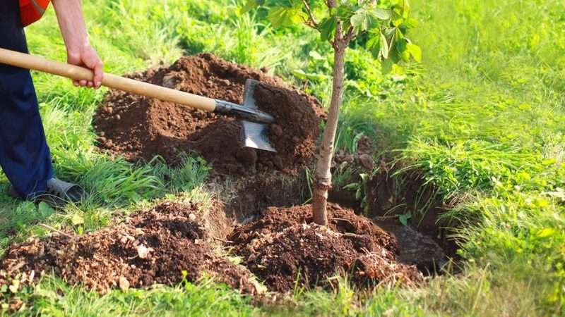 Осенняя посадка деревьев и кустарников