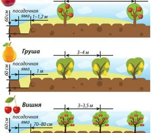 Осенняя посадка деревьев и кустарников: что и как сажать на даче