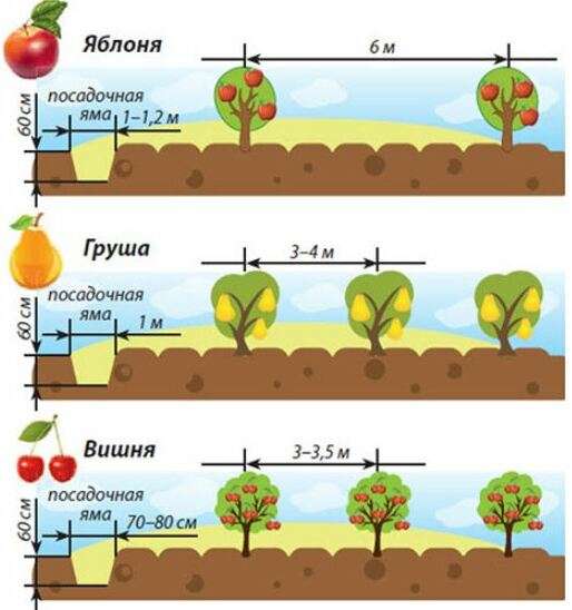 Осенняя посадка деревьев и кустарников: что и как сажать на даче