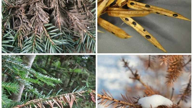 Основные болезни хвойных растений и их признаки