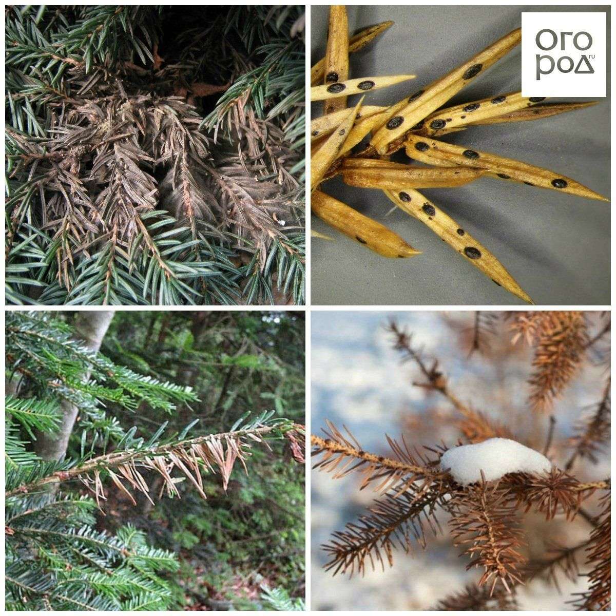 Основные болезни хвойных растений и их признаки