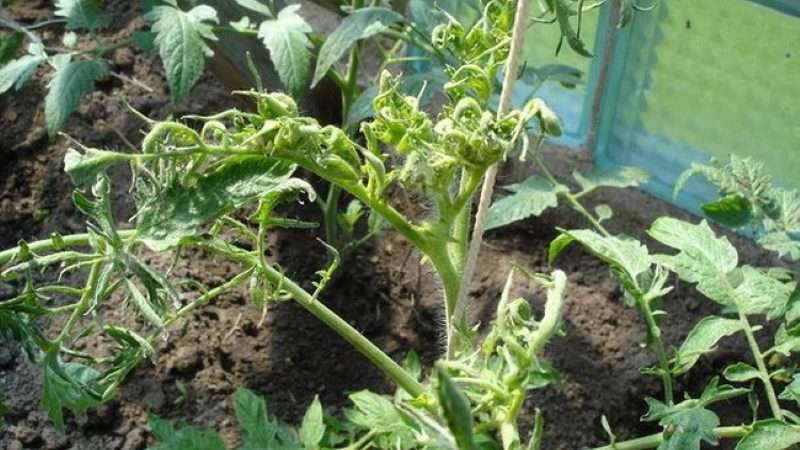 Основные вредители рассады помидоров в теплице