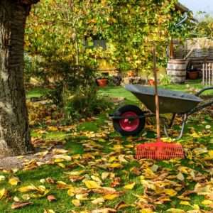 Подготовка сада к зиме: полное руководство