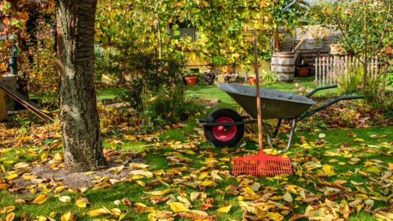 Подготовка сада к зиме: полное руководство
