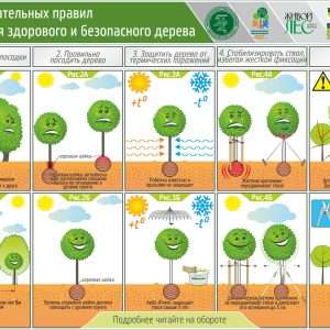 Правильная посадка деревьев и кустарников на даче: подробное руководство