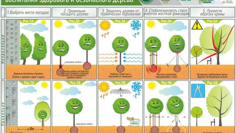 Правильная посадка деревьев и кустарников на даче: подробное руководство