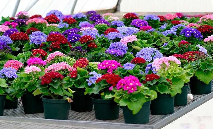 Рассада в Уфе: Где Купить и Как Вырастить