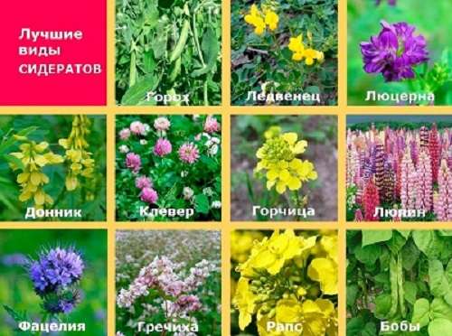 Растения как удобрения: экологичный способ обогащения почвы