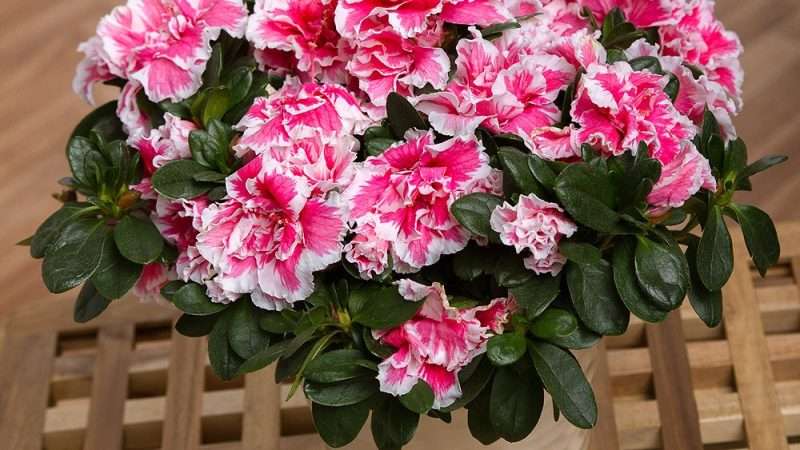 Розовые комнатные цветы: создаем атмосферу нежности и уюта в доме