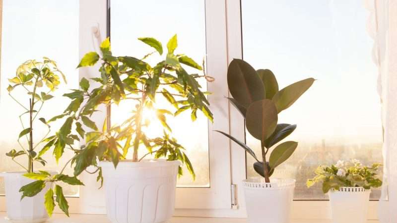 Секреты успешного выращивания комнатных цветов