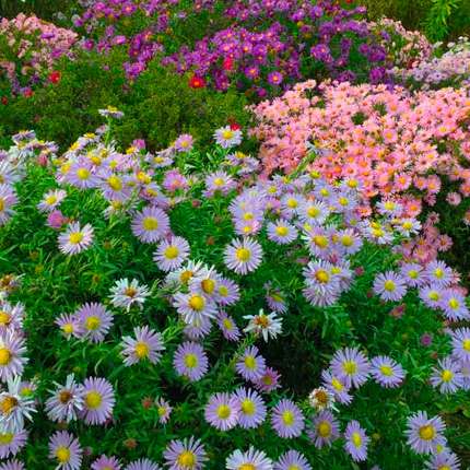 Сентябринки: выращивание и уход