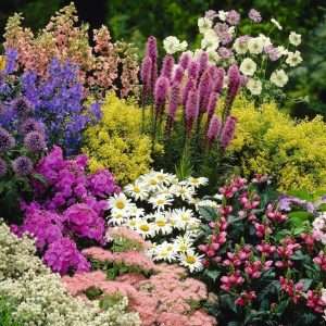 Создание цветника или клумбы из многолетних растений