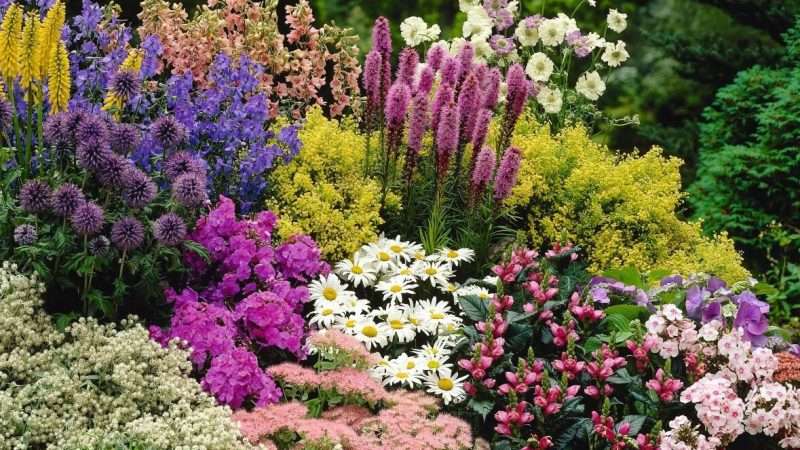 Создание цветника или клумбы из многолетних растений