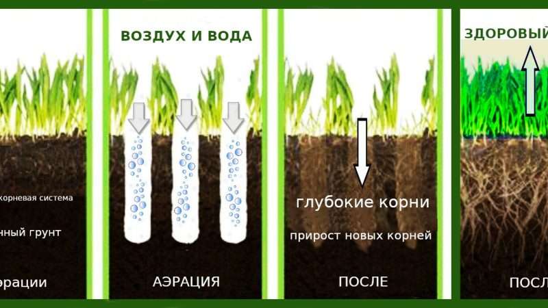 Создание газона своими руками на даче: пошаговая инструкция