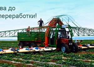 Технология выращивания овощей: от посева до урожая