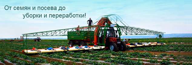 Технология выращивания овощей: от посева до урожая