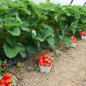 Удобрение почвы под клубнику: полное руководство для богатого урожая