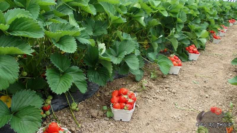 Удобрение почвы под клубнику: полное руководство для богатого урожая