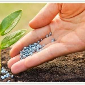 Удобрение почвы растениями: Экологичный способ повышения плодородия