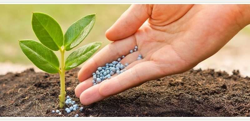 Удобрение почвы растениями: Экологичный способ повышения плодородия