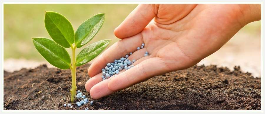 Удобрение почвы растениями: Экологичный способ повышения плодородия