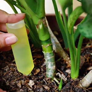 Удобрения для комнатных цветов: выбор и использование