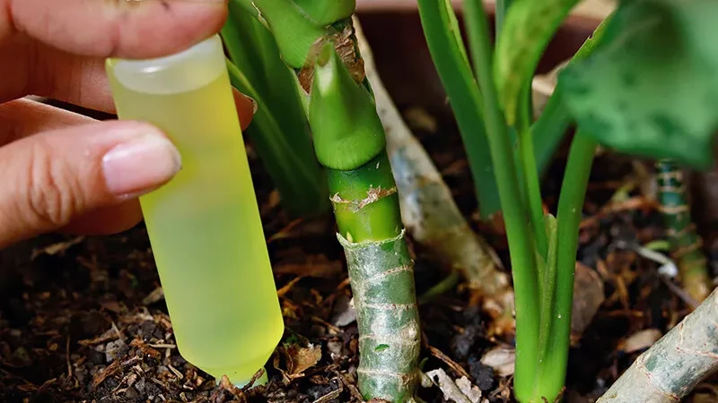 Удобрения для комнатных цветов: выбор и использование