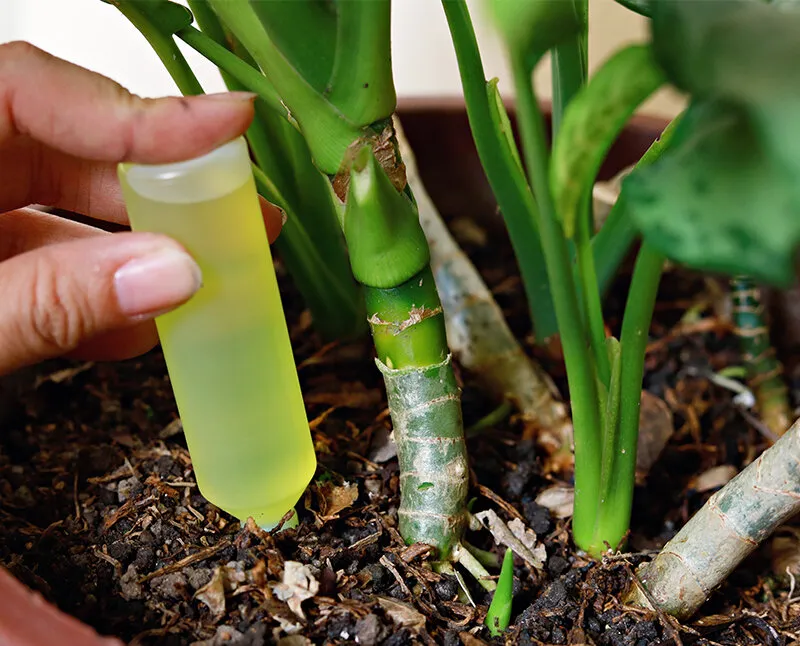 Удобрения для комнатных цветов: выбор и использование