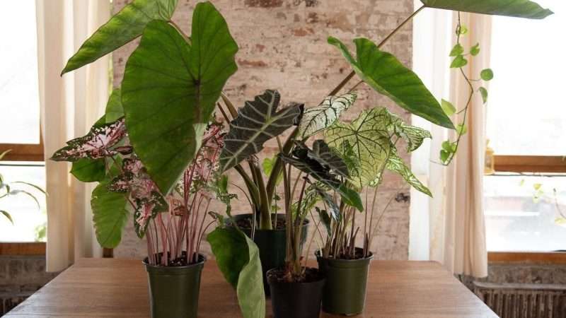 Уход за алоказией в домашних условиях: подробное руководство