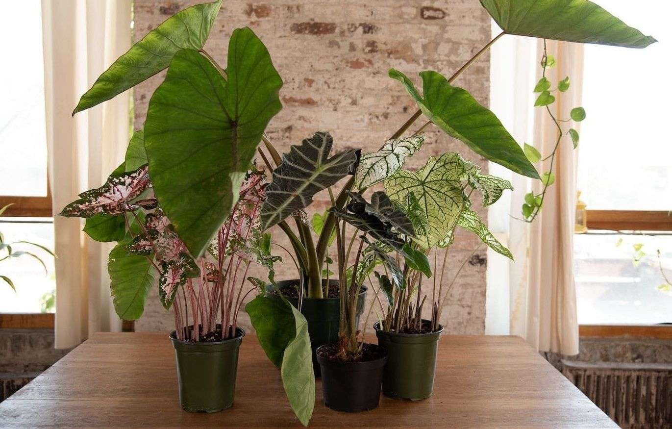 Уход за алоказией в домашних условиях: подробное руководство