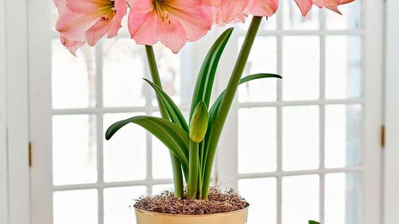 Уход за амариллисом в домашних условиях: посадка, выращивание и цветение