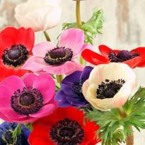 Уход за анемонами: советы по выращиванию и уходу