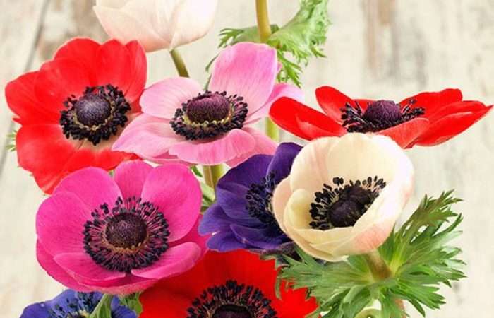 Уход за анемонами: советы по выращиванию и уходу