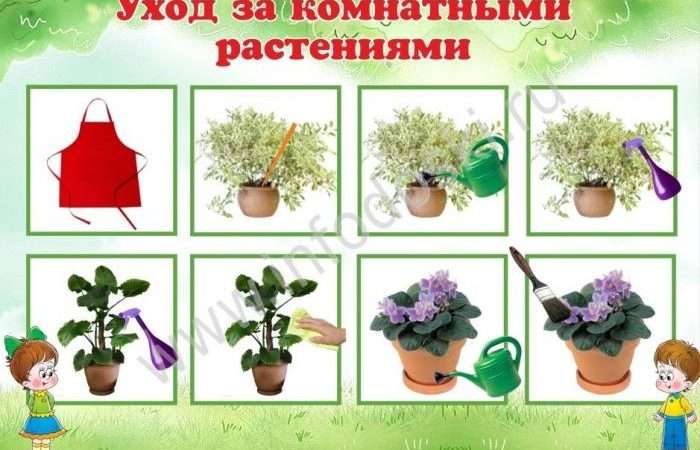 Уход за цветами в саду: советы и рекомендации с фото