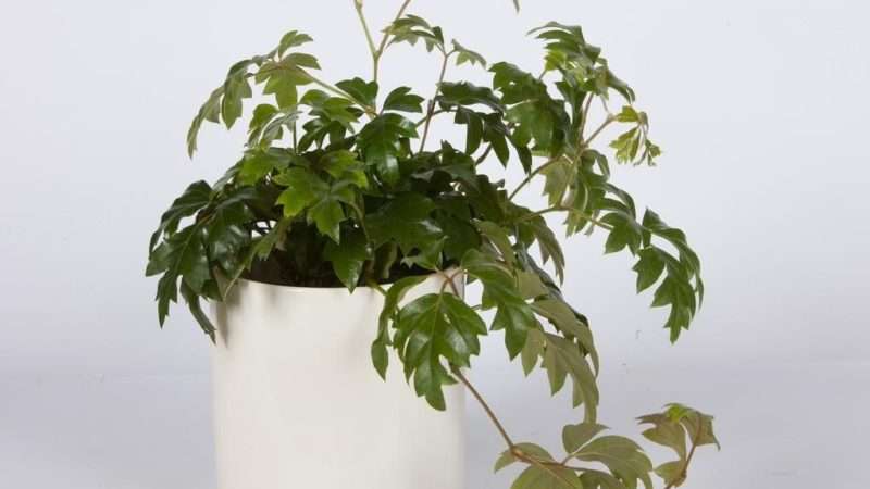 Уход за цветком березка в домашних условиях