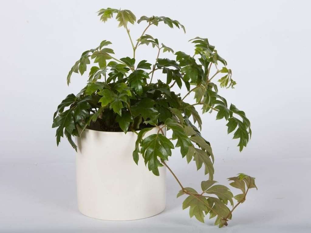 Уход за цветком березка в домашних условиях