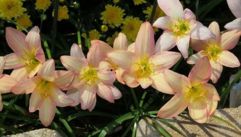 Уход за цветком Выскочка: подробное руководство по выращиванию