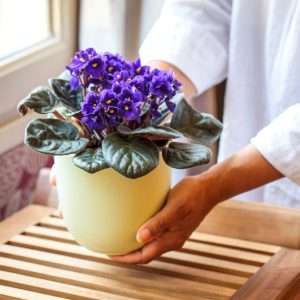 Уход за фиалками в домашних условиях