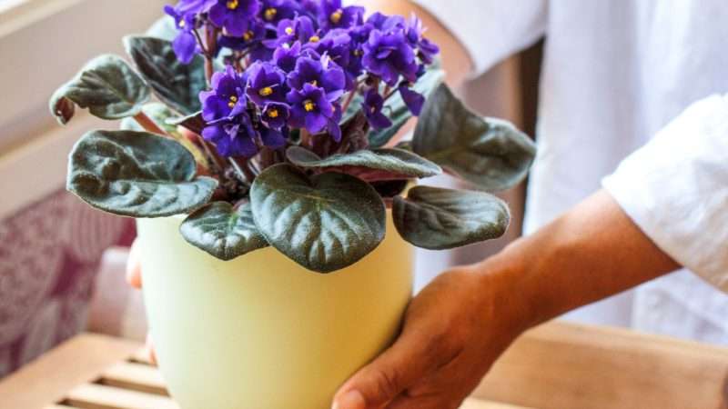 Уход за фиалками в домашних условиях