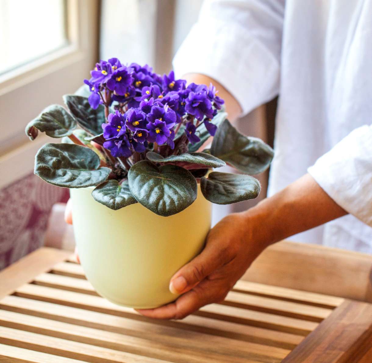 Уход за фиалками в домашних условиях