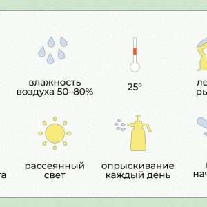 Уход за фикусом в домашних условиях: советы и рекомендации