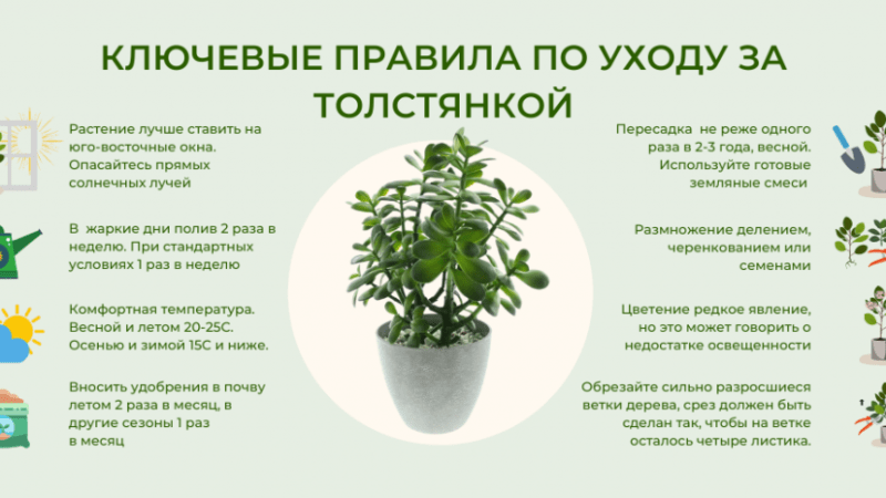 Уход за комнатными цветами: полное руководство