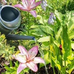 Уход за лилиями в саду: посадка, полив, подкормка и защита от болезней